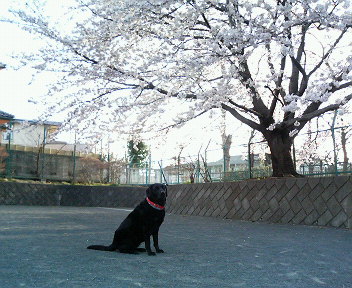 a0040736_20262231.jpg