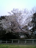 c0070940_21481987.jpg