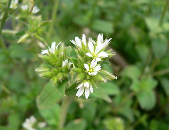 c0069048_6384535.jpg