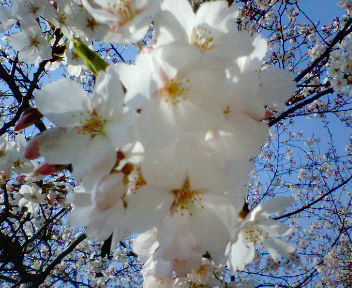 a0006062_1220040.jpg