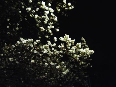 a0001964_2202883.jpg
