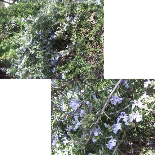 e0018604_1382287.jpg