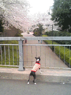 e0080117_23351782.gif