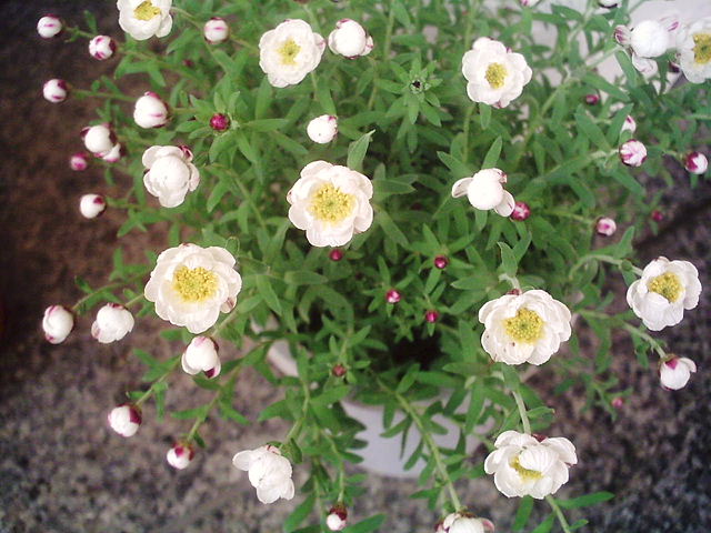 f0079723_16425113.jpg