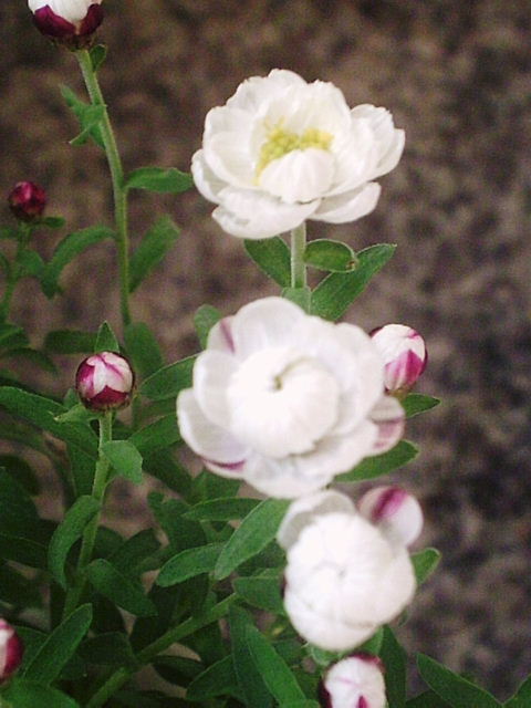 f0079723_16434690.jpg