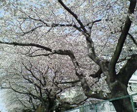 c0069988_21395045.jpg