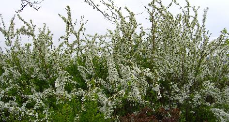 e0077899_9495511.jpg