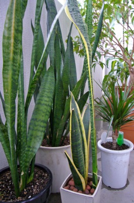 f0036700_2115391.jpg