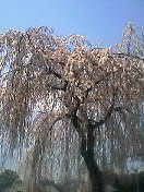 c0054118_2161267.jpg