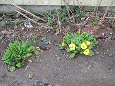 c0000134_1418495.jpg