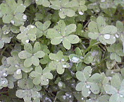 c0046340_1852533.jpg