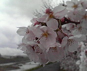 c0046340_18551560.jpg