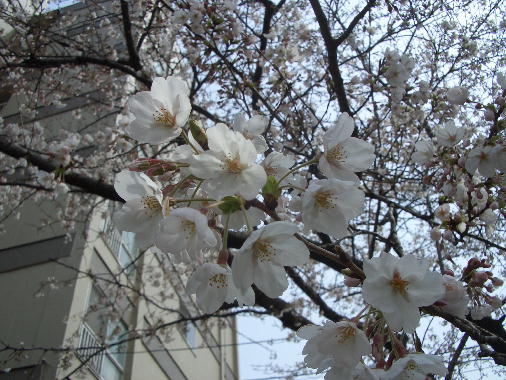 a0051402_23584854.jpg