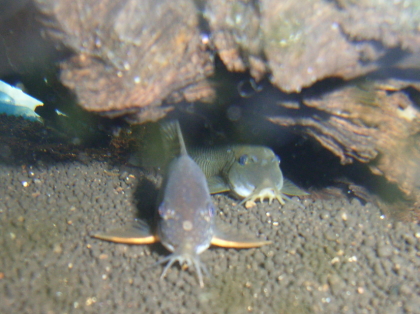a0058605_10483973.jpg