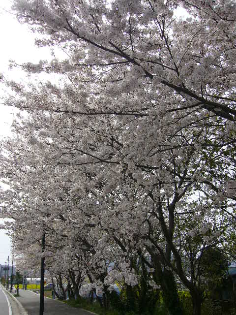 e0015108_2541094.jpg