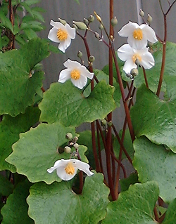 f0060424_198885.jpg