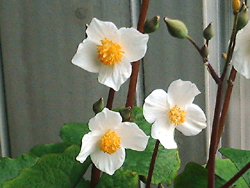 f0060424_1993558.jpg