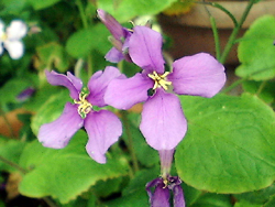 f0060424_217133.jpg