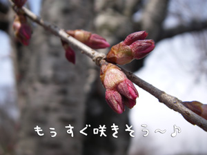 e0008833_128195.jpg