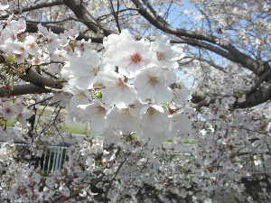 f0073239_1050838.jpg