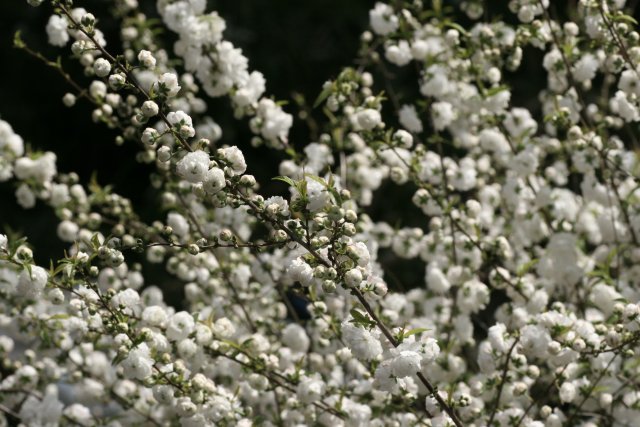 f0044056_17432096.jpg