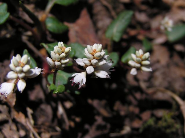 c0042869_17291673.jpg
