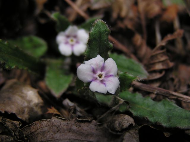 c0042869_17303457.jpg