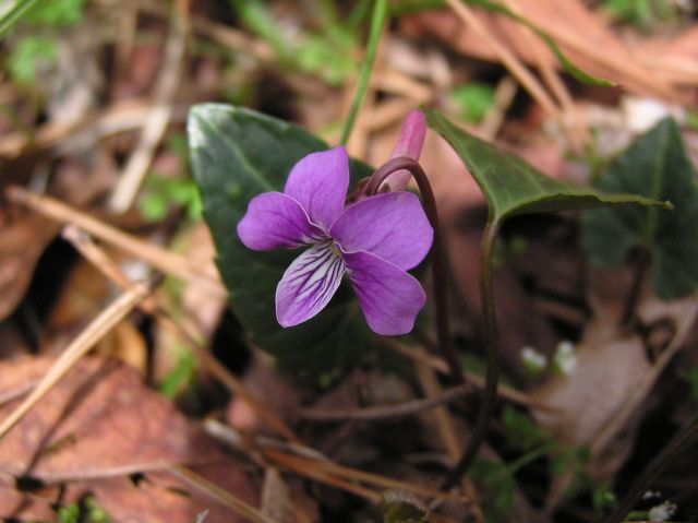 c0042869_17304936.jpg