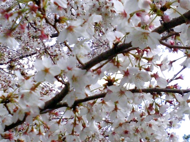 c0061774_20173091.jpg