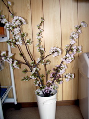 a0061594_001061.jpg