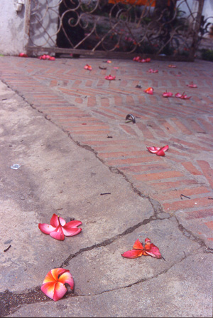 c0036998_1835330.jpg