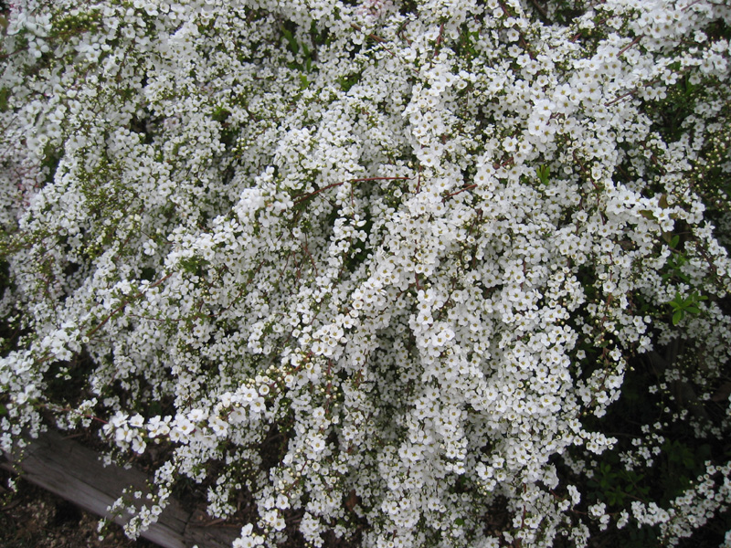 a0059328_2183325.jpg
