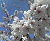 c0046340_1548265.jpg