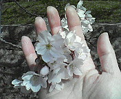 c0046340_164771.jpg
