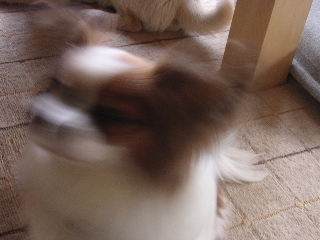 c0065643_1751245.jpg