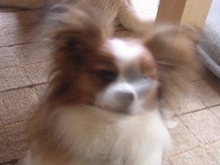 c0065643_17514684.jpg