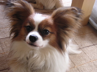 c0065643_1752317.jpg