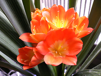 c0069048_6252675.jpg