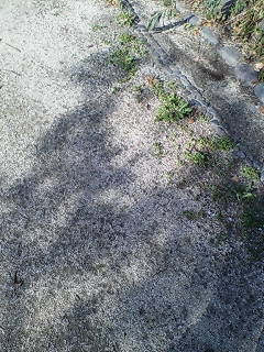 e0063653_16181668.jpg