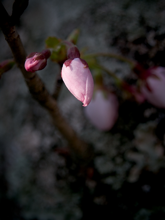 b0001124_8243012.jpg