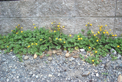 f0060424_1054542.jpg