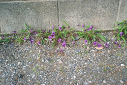f0060424_1056923.jpg