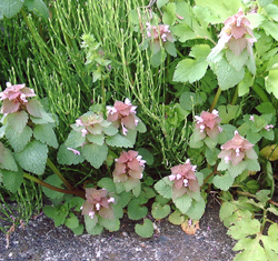 f0060424_110416.jpg