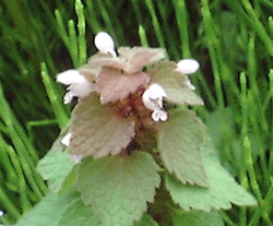 f0060424_11305663.jpg