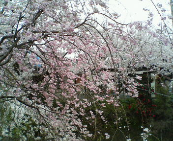 f0095830_1718070.jpg