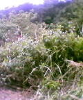 b0073536_22525926.jpg