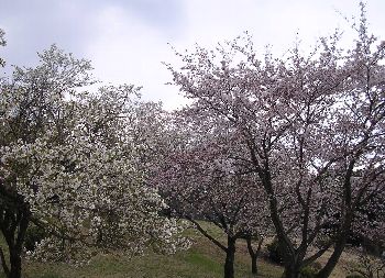 c0054148_20491871.jpg