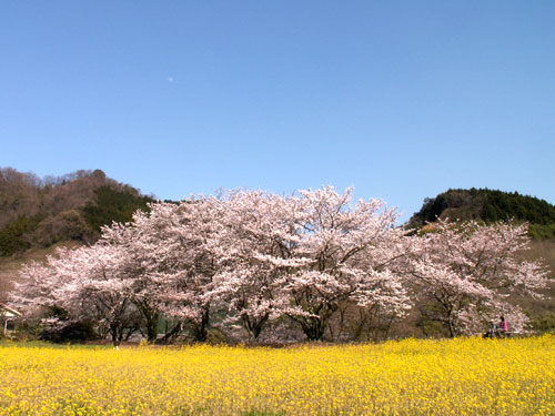 f0104569_1738386.jpg