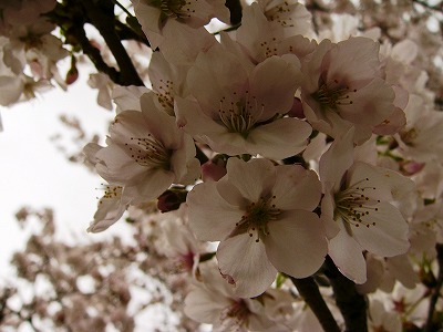 b0000977_20325720.jpg
