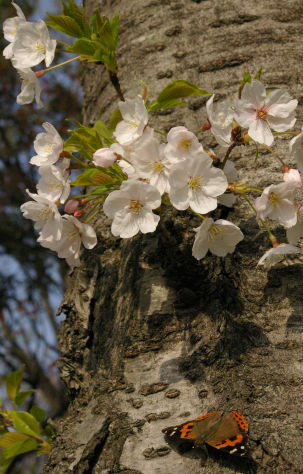 b0038008_10135779.jpg